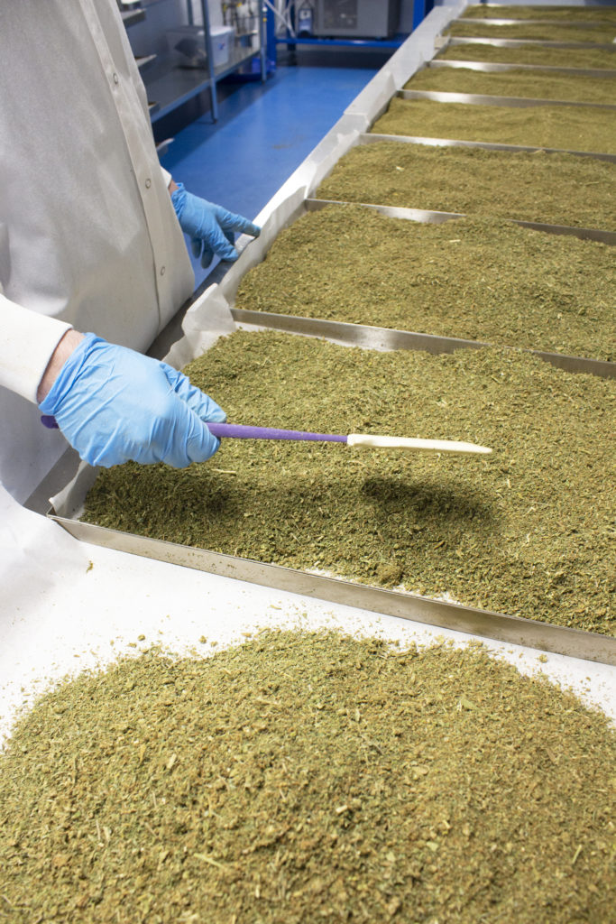 Ground Cannabis on drying trays at the Valens Agritech facility